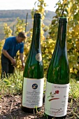 Frank Brohl Weingut mit Weinverkauf in Pünderich Puenderich Rheinland-Pfalz