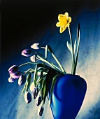 Blumen in einer blauen Vase: eine Narzisse und mehrere Tulpen