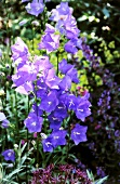 Close-up of purple bellflower