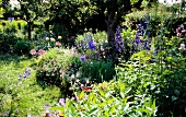 View of garden with delphinium and cranesbills