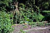 View of framework of runner beans