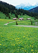 Wanderweg in den Bergen, Südtirol, Seiser Alm