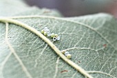 Schmetterlingseier aus denen Raupen schlüpfen auf einem Blatt, close up