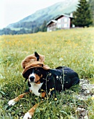 Bernese mountain Dog with hat on meadow in front of hut, Kleinwalsertal, Bavaria, Germany