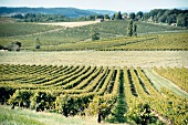 Périgord, Dordogne, Weinstöcke, Weinreben, Weinberge, Weinlandschaft