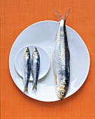 Omega-3-Fettsäuren, Sardinen und Hering