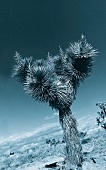 Stacheliger Kaktus in Wuestenlandsch aft
