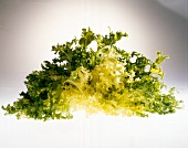 Fresh frisee lettuce on white background