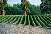 Weingarten in Épernay, Frankreich