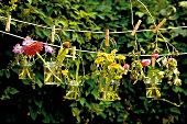 Gläser mit Blumen hängen als Deko im Garten