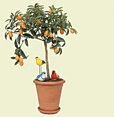 Orangen - Baum mit Kunststoff Vöge l