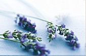 Close-up of fresh lavender sprigs on white background