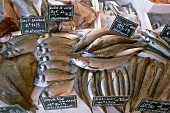 Different types of raw fish on ice with price tags in market