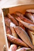 Close-up of several raw fish in wooden box