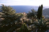 Cactus garden overlooking sea