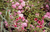 Hydrangeas, hollyhocks and pink flowers between green leaves