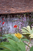 Rote, lila Blumen, große Blätter, im Hintergrund Holzwand + Ziegeldach