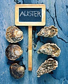 6 Austern liegen auf Stein o.ä., Schild "Auster"
