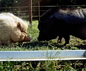 Ein helles und ein dunkles Schwein stehen sich gegenüber