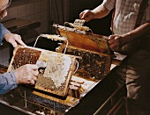 Wachs wird v. Honigwabe abgeschabt Honiggewinnung im Schwarzwald
