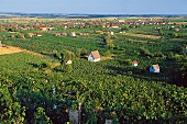 Weingebeit Sopron in Ungarn: grüner Weinanbau mit mehreren Häuschen