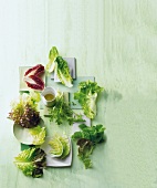 Blattsalate im vergleich, Überblick von Eigenschaften diverser Salate