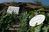 Fritz Haag Weingut in Brauneberg Rheinland-Pfalz Rheinland Pfalz