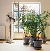 Nut sedge and bamboo plants in pot and fan against French window