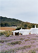 Insel Ibiza, typisch ibizenkisches Haus vor blühendem Lavendel