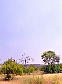Insel Ibiza, altes Windrad bei Buscastell mit Vogelschwarm