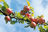 Äpfel an einem Baum  in Fürth Odenwald, Deutschland