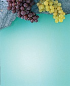 Weintrauben grün und lila als Unterleger, Fond, Hintergrund farbig
