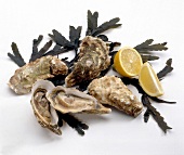 Oysters creuses on white background
