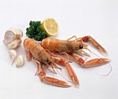 Brittany langoustines with garlic and lime on white background