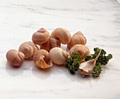 Raw snails on white background