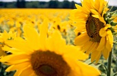 Close-up of sunflowers in field