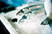 Close-up of mackerel on ice in market stall