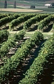 View of vines in vineyards, France