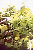 Albacore-Salatblätter 