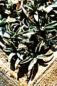 Close-up of sage plant