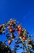 Red apples on apple tree
