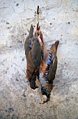 Two dead partridge hanging from hook against wall