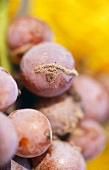 Close-up of noble rot on grapes
