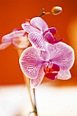 Violette Orchideenblüte 