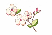 Illustration zum Thema Garten Blume Frühling