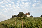 View of vineyards in Franconia