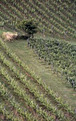 View of terraced vineyards in Styria, Austria
