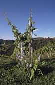 Weinlandschaft mit Weinstock in der Steiermark