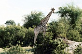 Giraffe in Hwange National Park in Zimbabwe