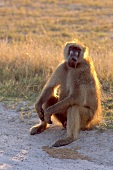 Baboon on roadside in Africa